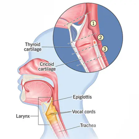 Vocal Cord Anatomy: The Basics