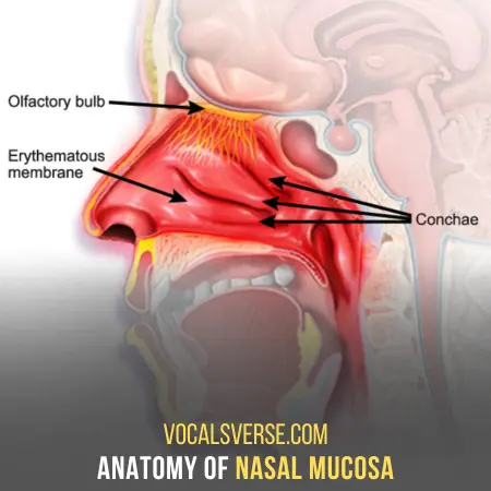 What Is Nasal Mucosa