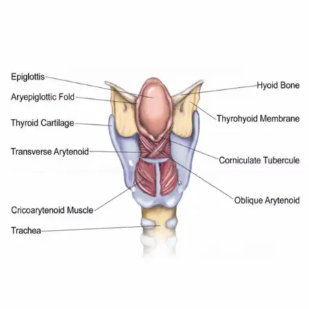 Cartilages And Muscles In Throat